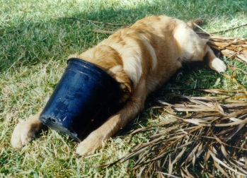 Patsy Ann investigating a flower pot (12/2001)